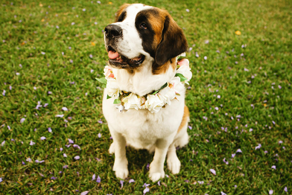 floral wedding dog collar