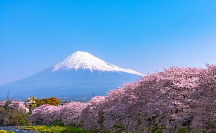 Mountain framed by blossom trees