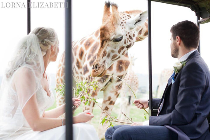 Wedding safari