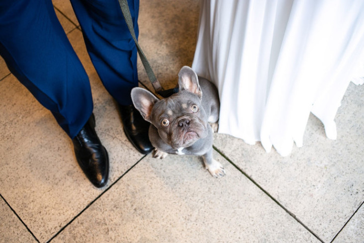 dog at salomons estate wedding